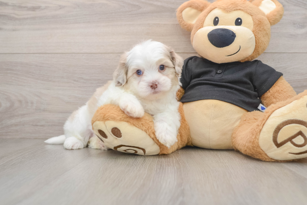 Shih Poo Pup Being Cute