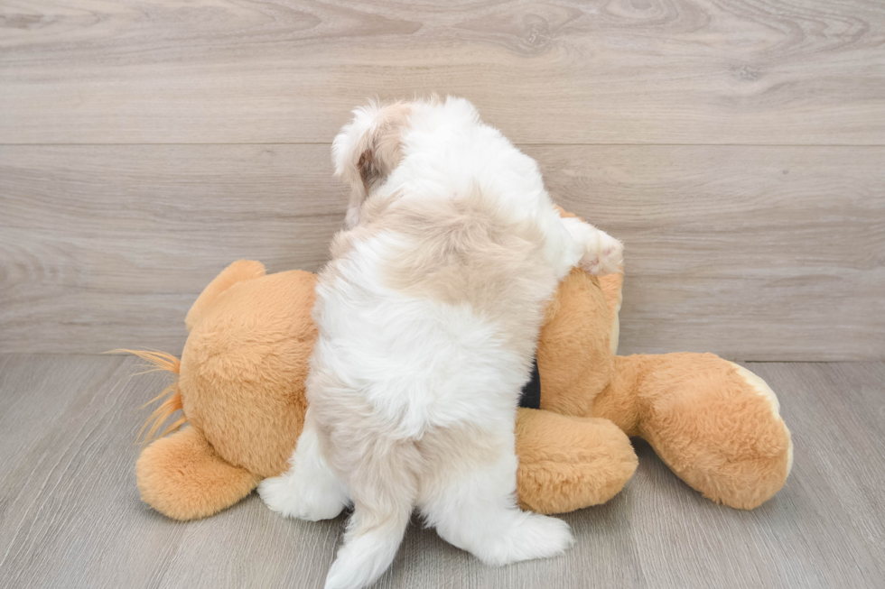 Best Shih Poo Baby