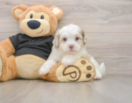 5 week old Shih Poo Puppy For Sale - Windy City Pups