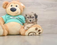 8 week old Shih Poo Puppy For Sale - Windy City Pups