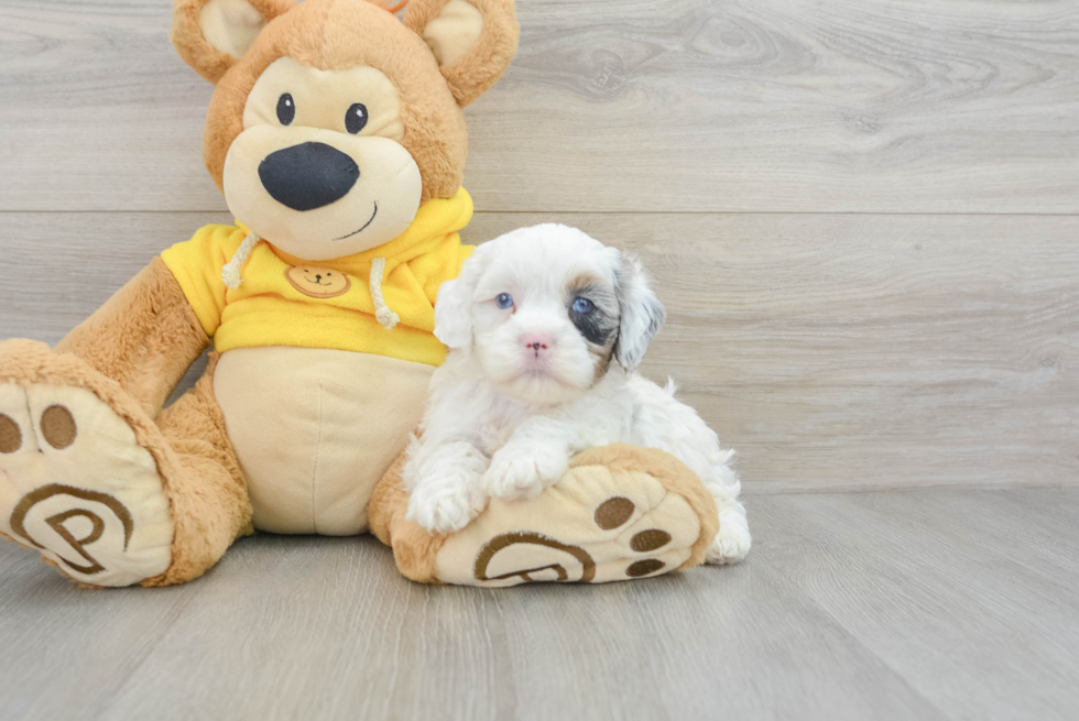 Fluffy Shih Poo Poodle Mix Pup