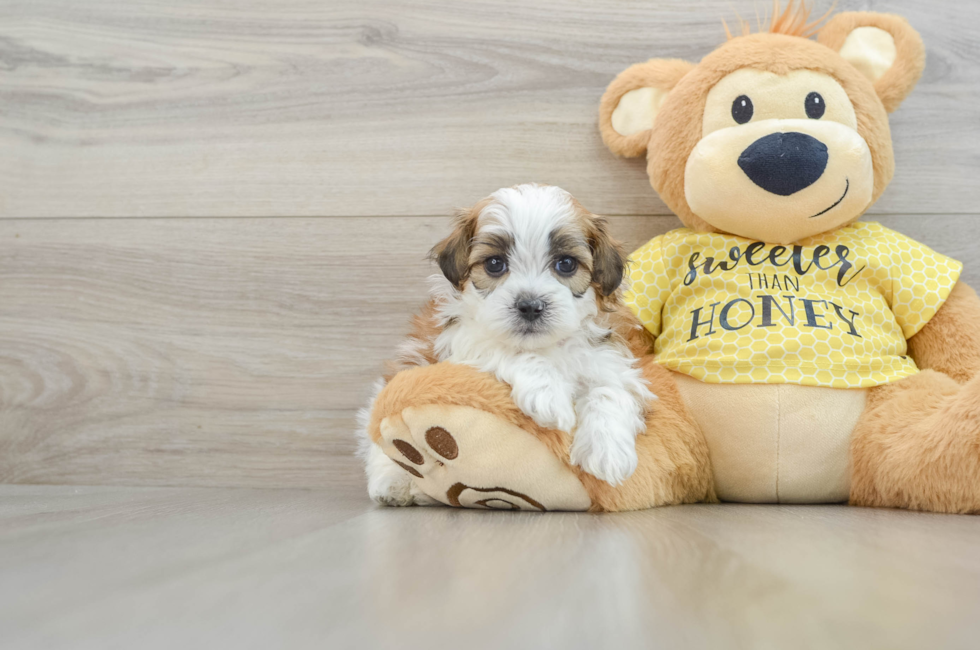 8 week old Shih Poo Puppy For Sale - Windy City Pups