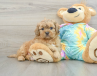 7 week old Shih Poo Puppy For Sale - Windy City Pups