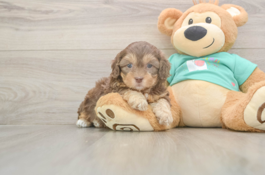 6 week old Shih Poo Puppy For Sale - Windy City Pups Shih Poo Puppy for Adoption