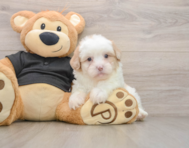 7 week old Shih Poo Puppy For Sale - Windy City Pups