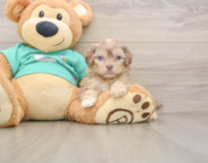 8 week old Shih Poo Puppy For Sale - Windy City Pups