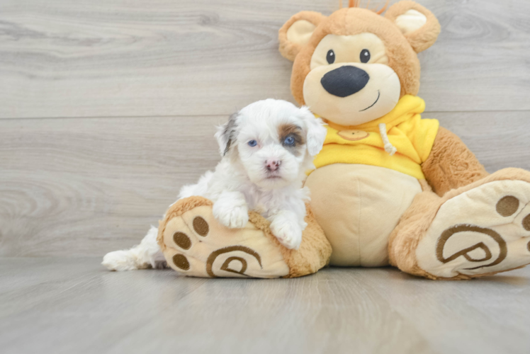 Best Shih Poo Baby