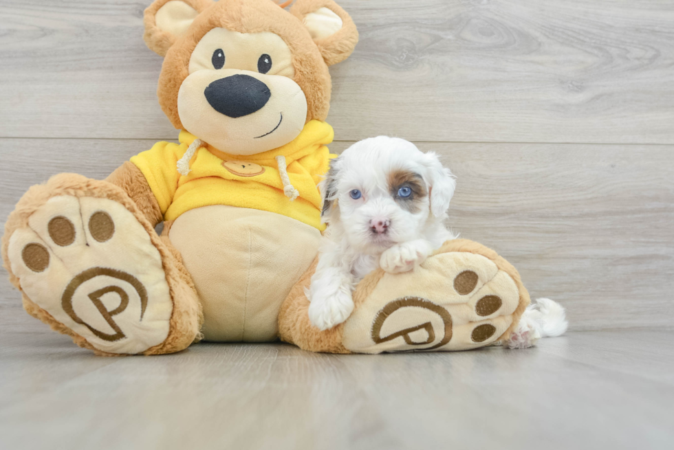 Shih Poo Puppy for Adoption