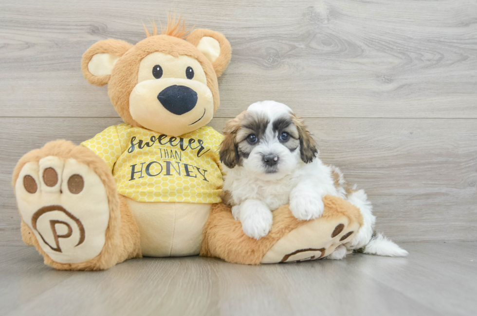 8 week old Shih Poo Puppy For Sale - Windy City Pups