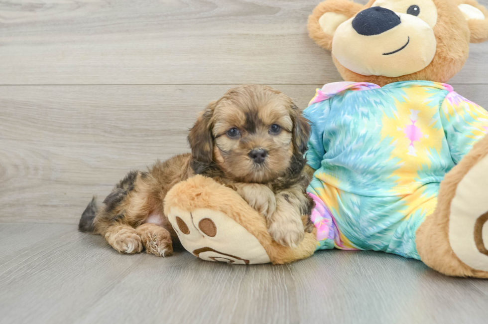 6 week old Shih Poo Puppy For Sale - Windy City Pups