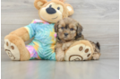 Adorable Shihpoo Poodle Mix Puppy