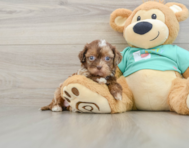 7 week old Shih Poo Puppy For Sale - Windy City Pups