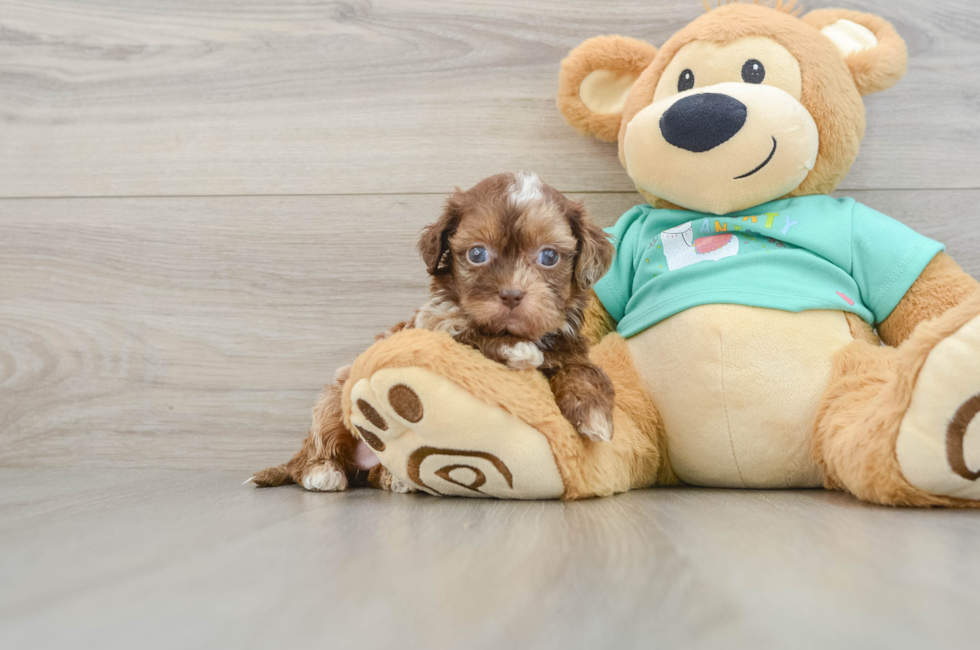 5 week old Shih Poo Puppy For Sale - Windy City Pups