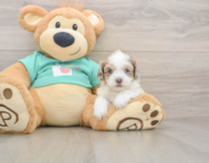 6 week old Shih Poo Puppy For Sale - Windy City Pups