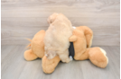 Energetic Shihpoo Poodle Mix Puppy