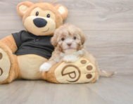 7 week old Shih Poo Puppy For Sale - Windy City Pups