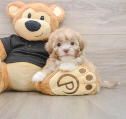 9 week old Shih Poo Puppy For Sale - Windy City Pups