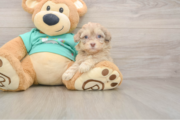 Little Shihpoo Poodle Mix Puppy
