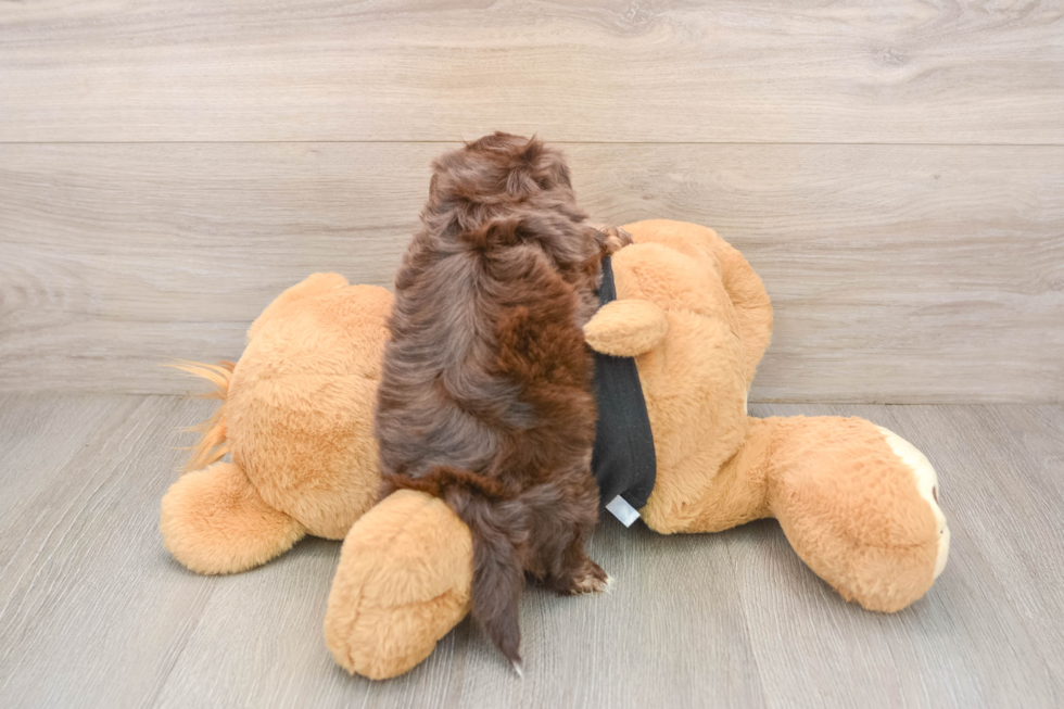 Adorable Shih Poo Poodle Mix Puppy