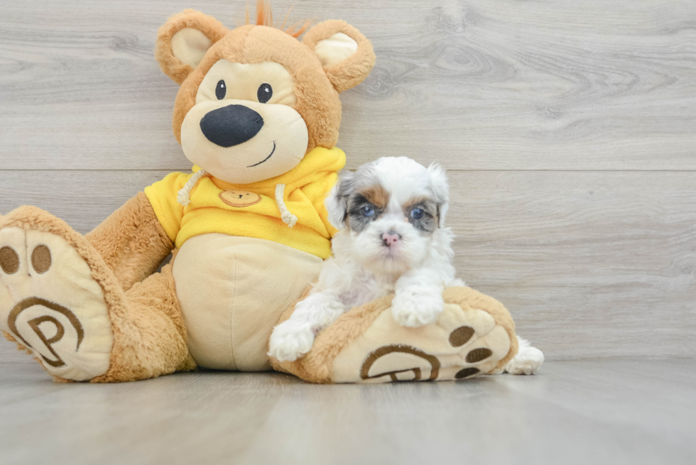 Shih Poo Puppy for Adoption