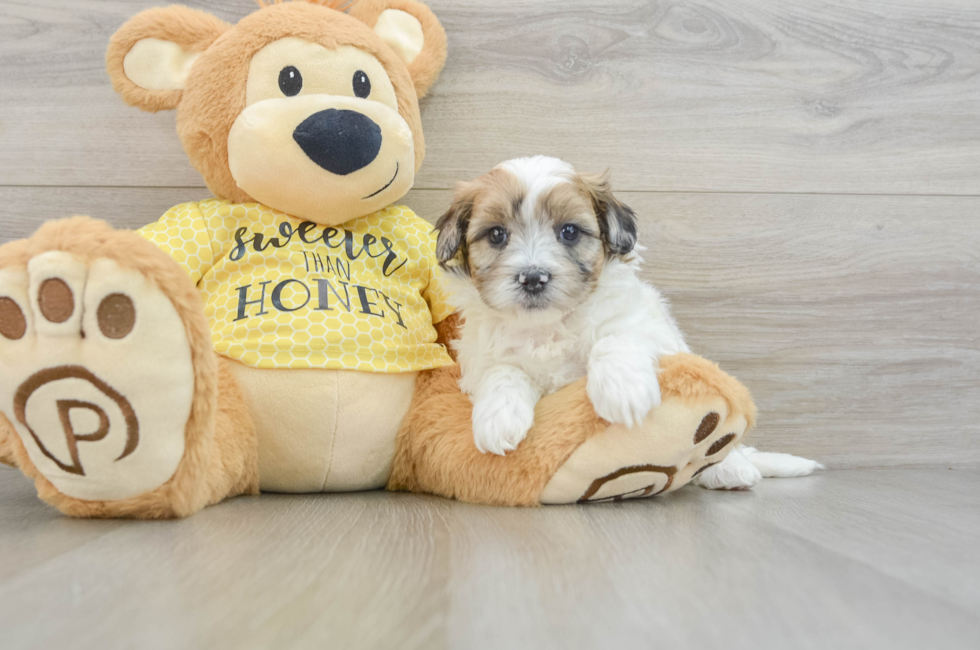 8 week old Shih Poo Puppy For Sale - Windy City Pups