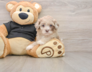 8 week old Shih Poo Puppy For Sale - Windy City Pups