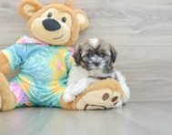 8 week old Shih Poo Puppy For Sale - Windy City Pups