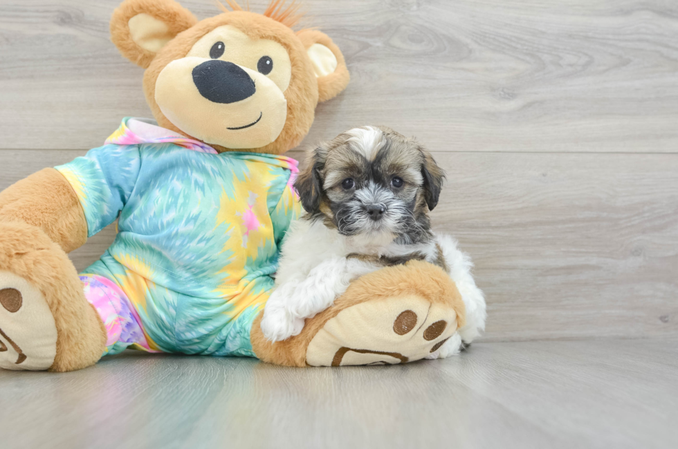 6 week old Shih Poo Puppy For Sale - Windy City Pups