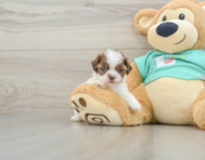 8 week old Shih Poo Puppy For Sale - Windy City Pups