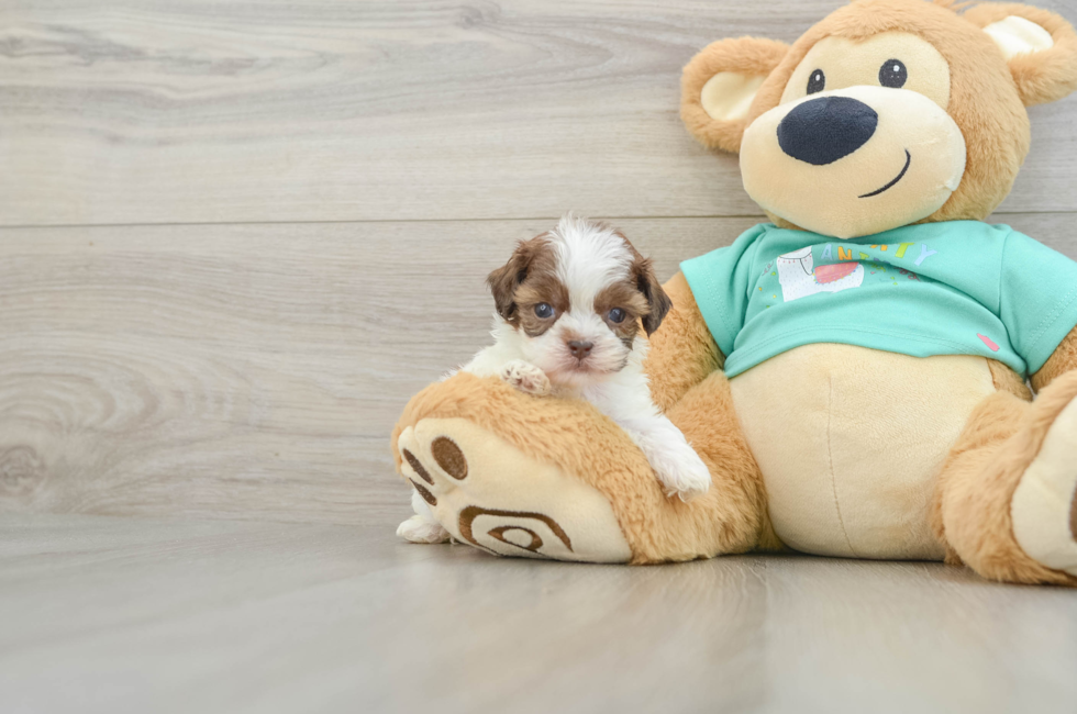 9 week old Shih Poo Puppy For Sale - Windy City Pups