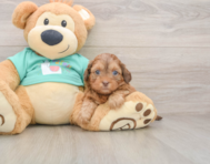 6 week old Shih Poo Puppy For Sale - Windy City Pups