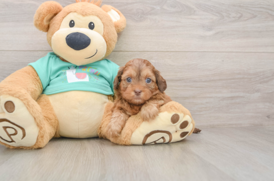 Friendly Shih Poo Baby