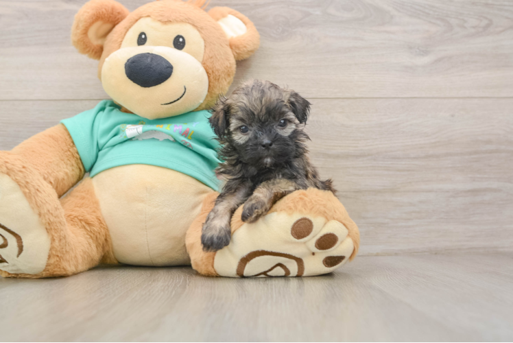 Shih Poo Puppy for Adoption