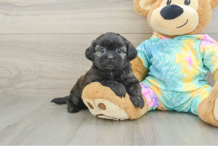 Cute Shih Poo Baby