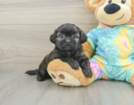 6 week old Shih Poo Puppy For Sale - Windy City Pups