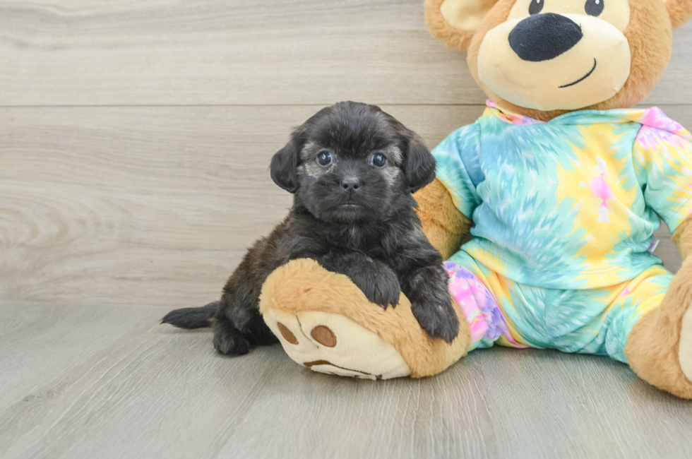 6 week old Shih Poo Puppy For Sale - Windy City Pups