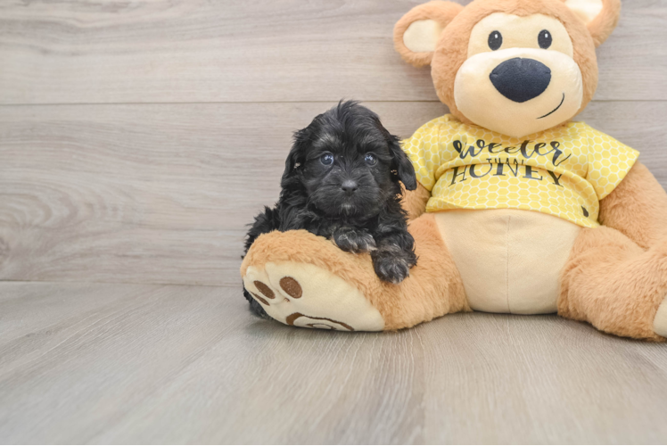 Popular Shih Poo Poodle Mix Pup