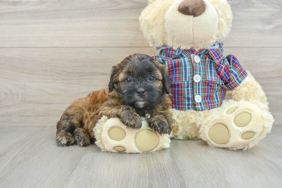 Best Shih Poo Baby