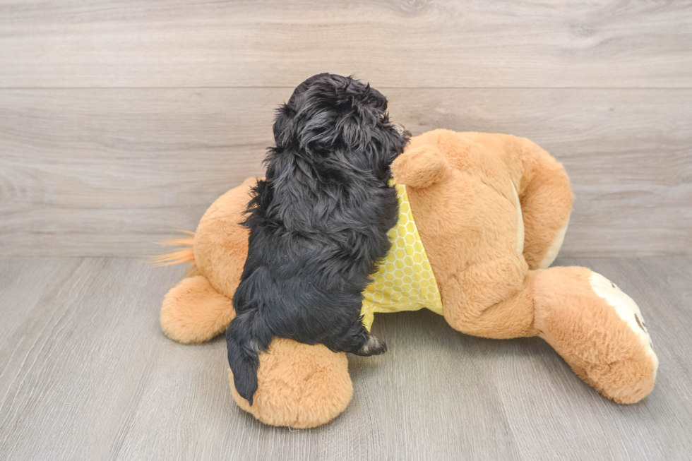 Shih Poo Pup Being Cute