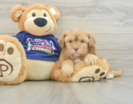 5 week old Shih Poo Puppy For Sale - Windy City Pups