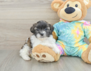 6 week old Shih Poo Puppy For Sale - Windy City Pups