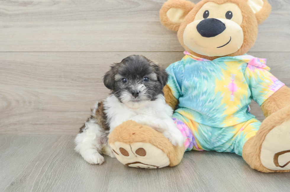 6 week old Shih Poo Puppy For Sale - Windy City Pups