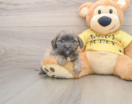 7 week old Shih Poo Puppy For Sale - Windy City Pups