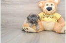 Playful Shihpoo Poodle Mix Puppy