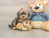 8 week old Shih Poo Puppy For Sale - Windy City Pups