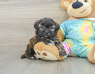 6 week old Shih Poo Puppy For Sale - Windy City Pups