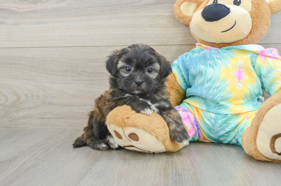 6 week old Shih Poo Puppy For Sale - Windy City Pups