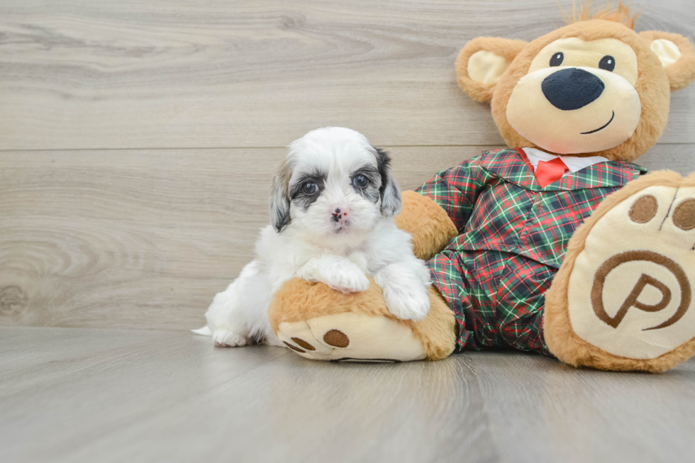 Shih Poo Puppy for Adoption