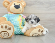 6 week old Shih Poo Puppy For Sale - Windy City Pups