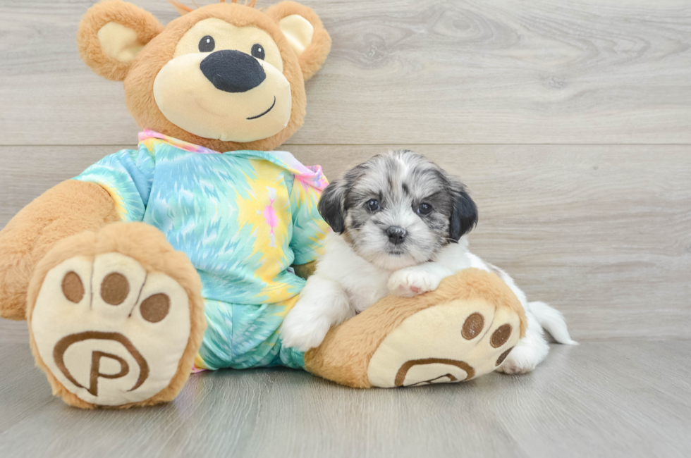 6 week old Shih Poo Puppy For Sale - Windy City Pups